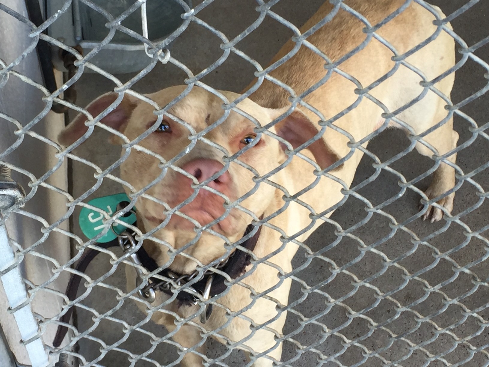 East Texas sheriff s office seizes animals used for dog fighting